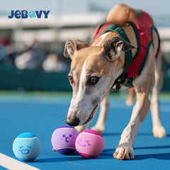 Squeaky Tennis Ball Dog Toy on Elastic Rope