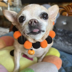 Halloween Pet Collar for Cats & Dogs